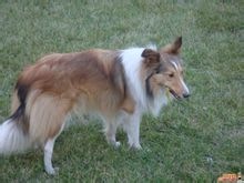喜乐蒂犬(谢德兰牧羊犬)
