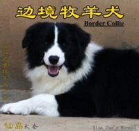边境牧羊犬