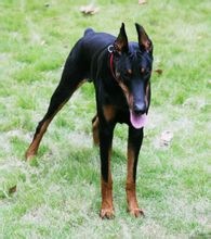 杜宾犬