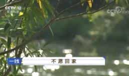 һߡ 羳 20180614